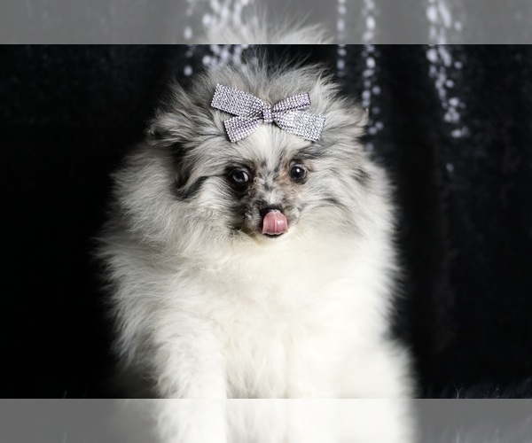 Medium Photo #76 Pomeranian Puppy For Sale in WARSAW, IN, USA