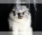 Small Photo #76 Pomeranian Puppy For Sale in WARSAW, IN, USA