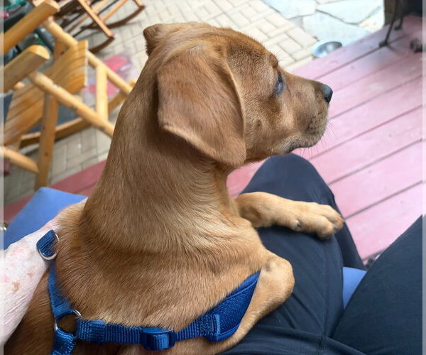 Medium Photo #2 Mutt Puppy For Sale in Candler, NC, USA