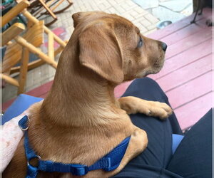 Jax - Male Mutt Dog for Adoption - Photo #2