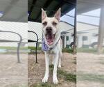Small Photo #3 Carolina Dog-Unknown Mix Puppy For Sale in Rosenberg, TX, USA