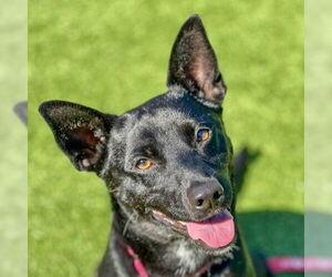 Australian Kelpie-Unknown Mix Dogs for adoption in San Francisco, CA, USA