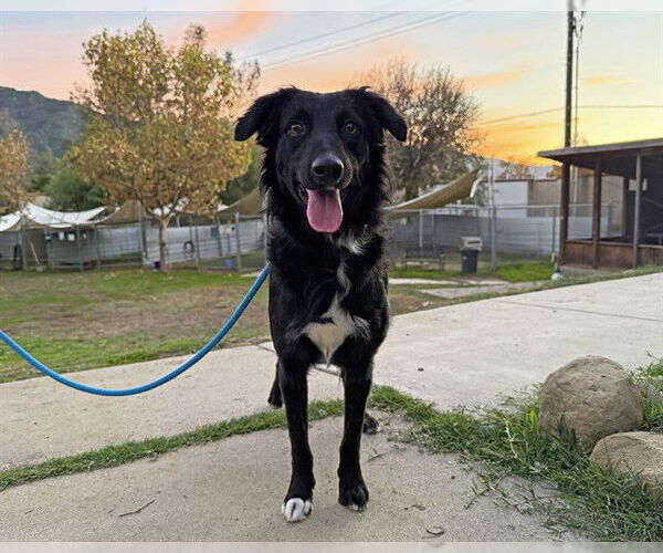 Medium Photo #1 Border Collie Puppy For Sale in Ojai, CA, USA
