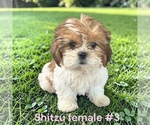 Small #4 Shih Tzu