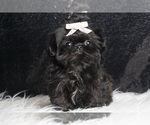 Small Photo #33 Shih Tzu Puppy For Sale in WARSAW, IN, USA