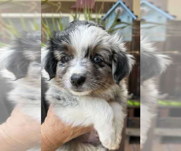Medium Photo #1 Miniature Australian Shepherd Puppy For Sale in RAMONA, CA, USA