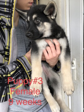 Medium Photo #13 German Shepherd Dog Puppy For Sale in BARTLETTSVILLE, IN, USA