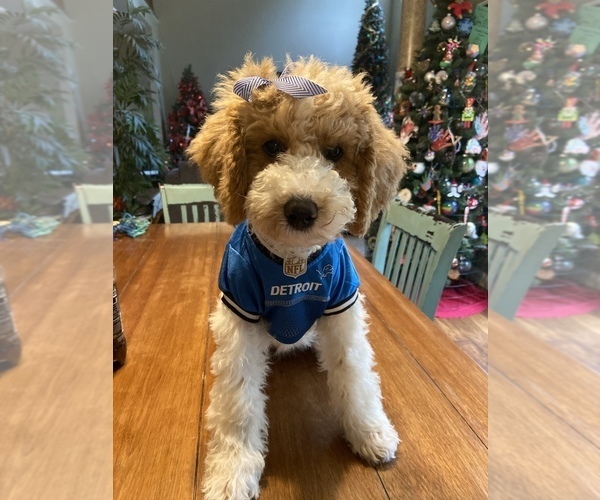 Medium Photo #5 Goldendoodle Puppy For Sale in FALMOUTH, VA, USA