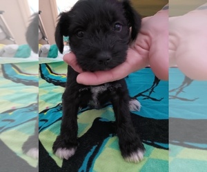 Schnauzer (Miniature) Puppy for sale in SPRING HILL, FL, USA