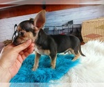 Small #4 Chihuahua