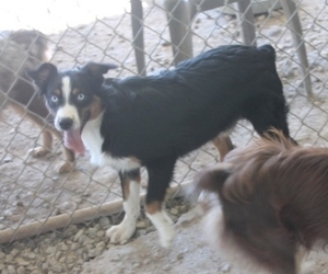 Medium Australian Shepherd