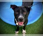JACK JACK - Male Mutt Dog for Adoption - Small photo