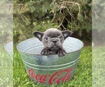 Small #3 French Bulldog