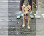 Small #1 Catahoula Leopard Dog-Labrador Retriever Mix