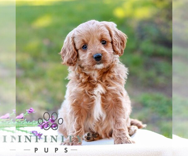 Medium Photo #1 Cavapoo (Miniature) Puppy For Sale in LITITZ, PA, USA