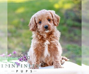 Cavapoo (Miniature) Puppy for sale in LITITZ, PA, USA