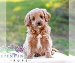 Duncan - Male Cavapoo (Miniature) Puppy for Sale - Small photo
