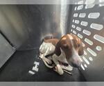 Small American Foxhound Mix