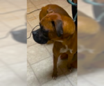 Small #1 Boxer
