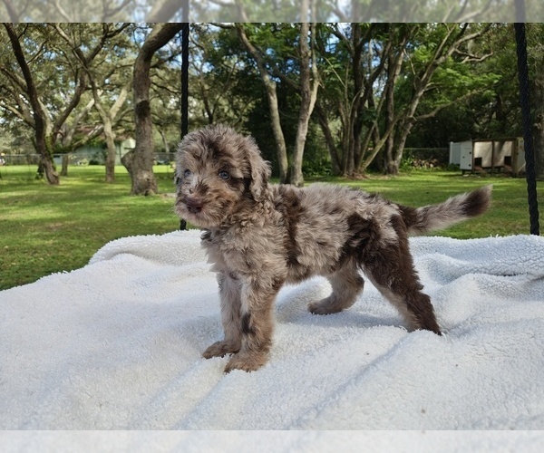 Medium Photo #1 Goldendoodle Puppy For Sale in HUDSON, FL, USA
