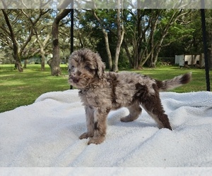 Goldendoodle Puppy for sale in HUDSON, FL, USA