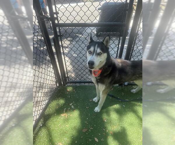 Medium Photo #2 - Mix Puppy For Sale in Palmetto, FL, USA