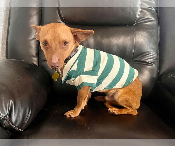 Medium Photo #2 Chihuahua Puppy For Sale in Sandy, UT, USA