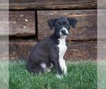 Small Whippet Mix