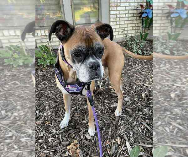 Medium Photo #1 Boxer Puppy For Sale in Austin, TX, USA
