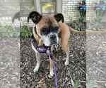 Small Boxer