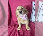Small #1 Golden Retriever