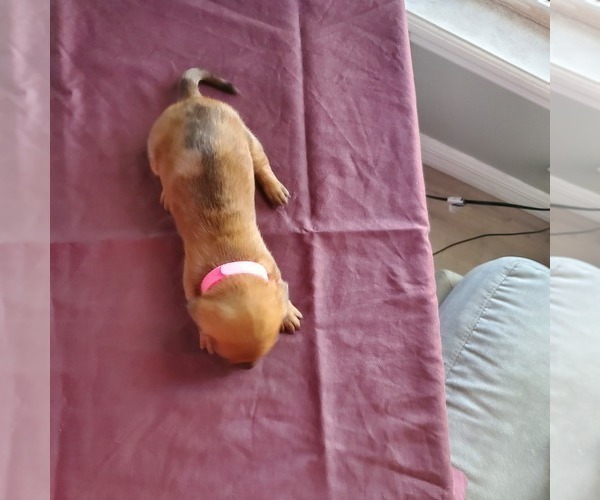 Medium Photo #4 Dachshund Puppy For Sale in LADY LAKE, FL, USA