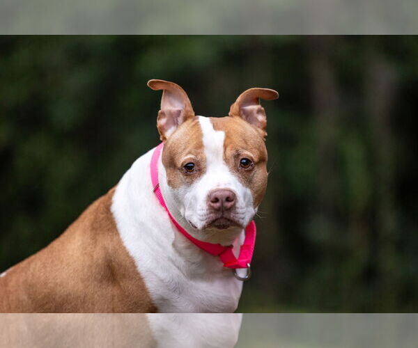 Medium Photo #10 American Staffordshire Terrier-Unknown Mix Puppy For Sale in Holly Springs, NC, USA