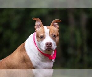 Pumpkin Latte - Female American Staffordshire Terrier-Unknown Mix Dog for Adoption - Photo #10