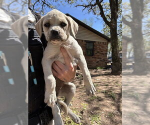 Boxer-Unknown Mix Dogs for adoption in Oklahoma City, OK, USA