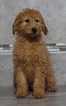 Small Photo #4 Goldendoodle Puppy For Sale in NAPPANEE, IN, USA