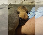 Small #6 Cane Corso