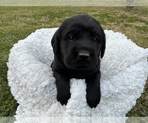Labradoodle Puppy for Sale in MADERA, California USA