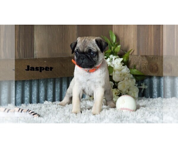 Medium Photo #13 Pug Puppy For Sale in CLARE, MI, USA