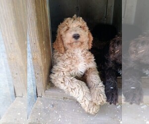 Goldendoodle Puppy for Sale in PICKFORD, Michigan USA