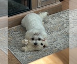 Small #15 Maltese