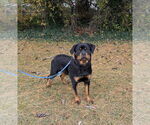Small #4 Rottweiler