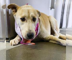 Labrador Retriever-Unknown Mix Dogs for adoption in San Antonio, TX, USA