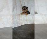 Small #1 Yorkshire Terrier