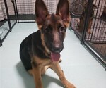 Small Photo #1 German Shepherd Dog Puppy For Sale in PLYMOUTH, NH, USA