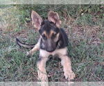 Small Photo #5 German Shepherd Dog Puppy For Sale in KANORADO, KS, USA