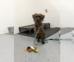 Small #1 Mutt