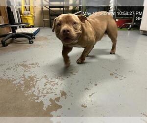 American Pit Bull Terrier Dogs for adoption in Ocala, FL, USA