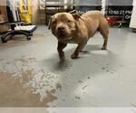 Small American Pit Bull Terrier