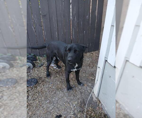 Medium Photo #1 Labrador Retriever Puppy For Sale in San Antonio, TX, USA
